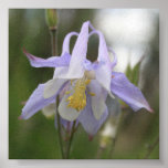 Colorado Columbine Posters