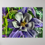 Colorado columbine poster