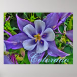 Colorado columbine poster