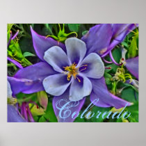 Colorado columbine poster