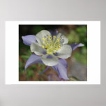 Colorado Columbine Poster