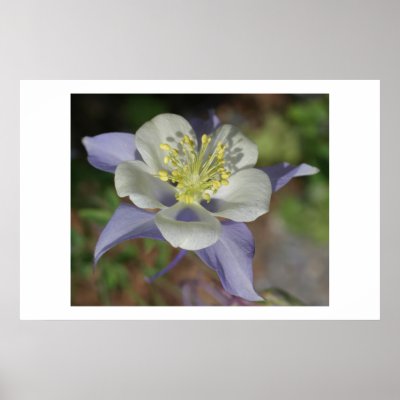 Colorado Columbine Poster by gjdm01
