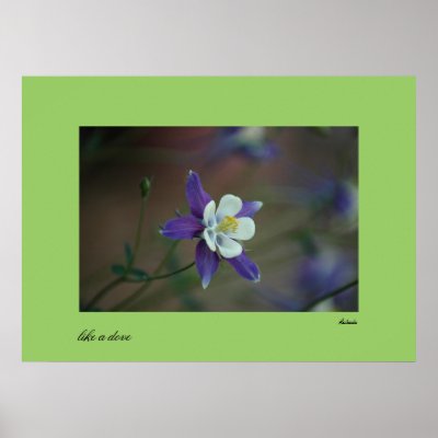 Colorado Columbine print by skatada