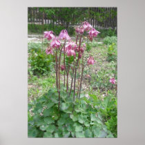 Colorado Columbine Print