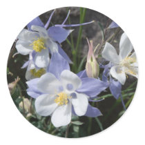 Colorado columbine sticker
