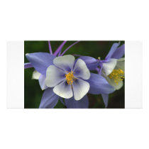 colorado columbine wildflower greeting card photo cards