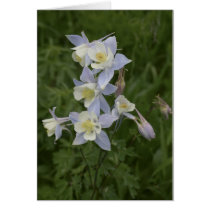 Colorado Columbines Greeting Card