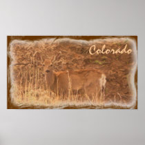 Colorado deer poster