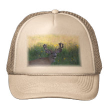 Colorado Mule Deer Mesh Hats