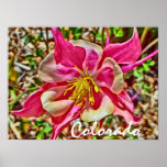 Colorado pink columbine poster