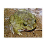 Colorado River Toad Bufo alvarius