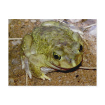 Colorado River Toad Bufo alvarius