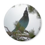 Colorado Stellers Jay Magnets