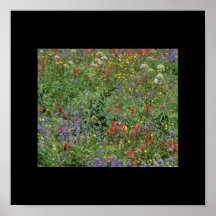 Colorado Wildflowers Poster