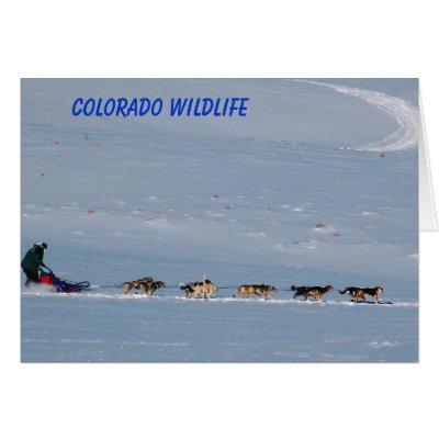 Colorado Wildlife Card by BlueSara
