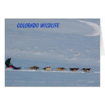 Colorado Wildlife cards