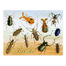 Colorful Beetles Post Card
