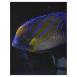 Colorful Fish Customized Letterhead