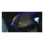 Colorful Fish Personalized Photo Card