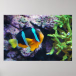 Colorful Marine Life Print