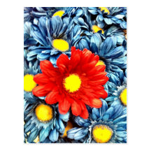 Colorful Orange Red Blue Gerber Daisies Flowers Postcards