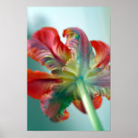 colorful parrot tulip poster