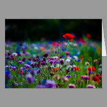 Colorful Wildflowers photo greeting card cards