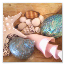 colorfull multiple sea shell arrangement art photo