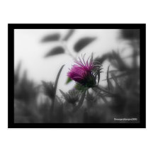 Colorized Aster with Black Border Postcards