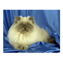 Colorpoint Longhair, blue point colorpoint Postcards