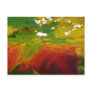 Colors of the Maple Leaf Postcard
