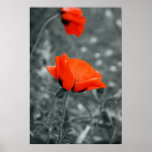 Colour key Poppy Canvas Print