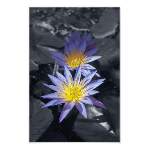 Colour key Water Lilies Photo Print