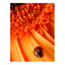 colour of summer postcard