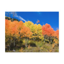 Colour on the Mountain