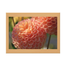 Coloured Bordered Pink and Orange Dahlia Stretched Canvas Prints