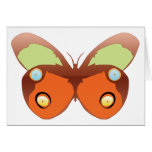 coloured butterfly