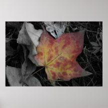 Coloured Leaf on ground Print