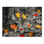 Coloured Leaves in a Black and White World Postcar