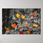 Coloured Leaves in a Black and White World Poster