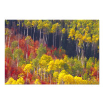 Colourful aspens in Logan Canyon Utah in the