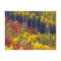Colourful aspens in Logan Canyon Utah in the