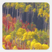 Colourful aspens in Logan Canyon Utah in the Stickers