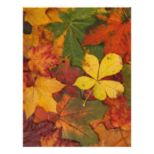 colourful autumn leaves letterhead design