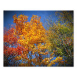 Colourful Autumn Trees photography