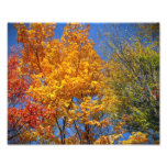 Colourful Autumn Treetops Nature Landscape Photo photography
