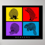 Colourful Beaver