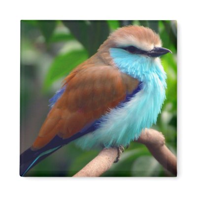 Colourful Bird Magnet by stellerangel