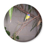 Colourful Bird Magnet
