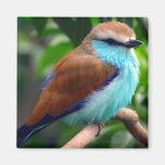Colourful Bird Magnet
